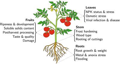 Plant impedance spectroscopy: a review of modeling approaches and applications